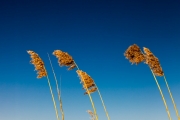 7jernst_20130324_1222.jpg